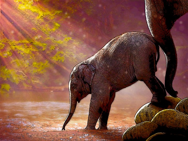 Baby Elephant by W Scott